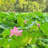 �����ͺɻ�