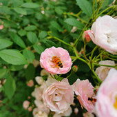 �޵İ�����Ҫ����