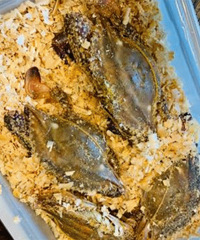 ���ڵȵ�����з���У���������ɽ����ֱ�ӷ���