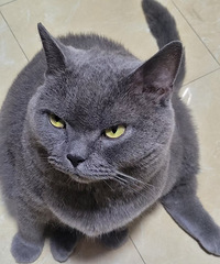 ��ȥߣ������è ��ǿ��Ҫ��Ҫ������ ����ʵ�ڲ�����...