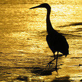 �ճ�����Ӱ