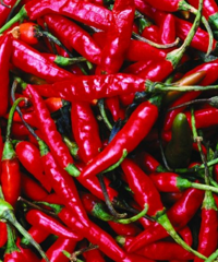 �ܶ���˵���в��ܳ����ϡ��²ˡ�ѩ�⡢�з...���и����ɿ���