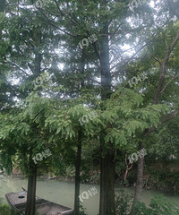 ���飺��������ˮɼ���������20���� ��������Ǯ��