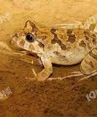 ���飺���ı�����С���� ������������ɶ��