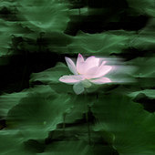 ҡ���ĳ��ĺɻ�