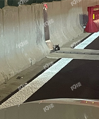 �߼��Ϸ���һֻСè�䣡��С��С��һֻ �᲻����Σ�հ���