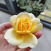 ������¼��ﻨ