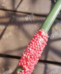 ����Ǹ����ݵ�����Ҫ��Ҫ��TaŪ��