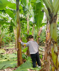 �����ڵĺ��ӳԵ�̫����������ʱ�����кö�С���ӽӽ�����