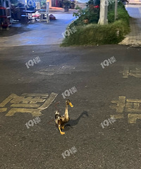 �����޹���һ�μ�����Ѽ�ģ�СѼ��Ҳ̫�ɰ��˰� ��������