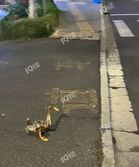 �����޹���һ�μ�����Ѽ�ģ�СѼ��Ҳ̫�ɰ��˰� ��������