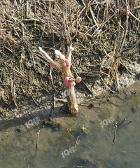 ������Ļ�����ݵ�ˮ���︣���ݷ��� ϣ����������������