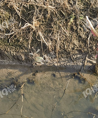 ������Ļ�����ݵ�ˮ���︣���ݷ��� ϣ����������������