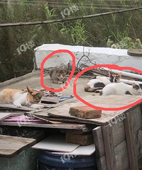 �ܿɰ���С��è������