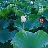 ����Ƭ��¼���ε�