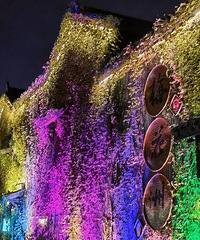 ҹ��÷���ޣ���ɫ����Ľ������ϵƹ�֮�����һ����ζ��