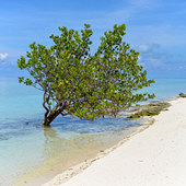 �ں��ߵ���