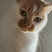 ��ͬ�ı���