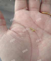 ������С����ȥ�Ե���⽵����������  ����Գ�����ָ�ף�