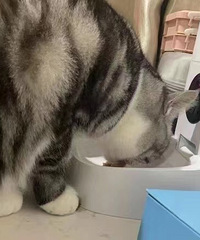 自动投食机!打工养猫人的福音