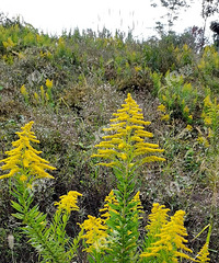 ���Ǽ��ô�һ֦�ƻ���