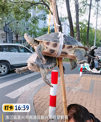 �����Ǽ٣������һ���ô����ץ�������˽�ͷ�����ڽ�����