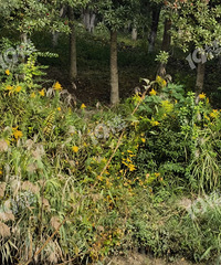 �Ƽ������Ҳ�м��ô�һ֦�ƻ���������Խ��Խ���ˡ�