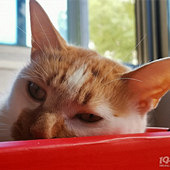 ���ޱ����è