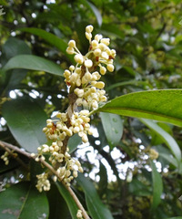 С��������һȺ�������С����һ�������ɻ�������������أ�