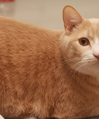 ����2���� �������è������ ԭ�����������ֶ���·����