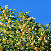 ʮ�¹��� ������Ƣ