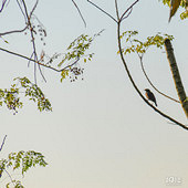 ������һƬ����