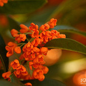 �����ػ�������