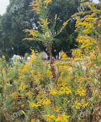 ���־��ĵ��˼��ô�ƻ����������ں��񵽴����ǰ���