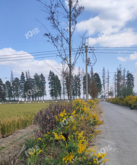 ��12345������ã���ҿ������ô�һ֦�ƻ����Ծٱ���