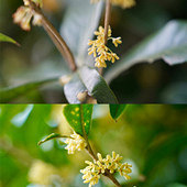 ���������ɷ��