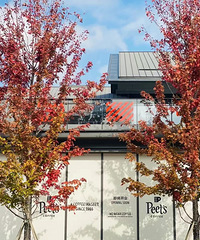 Peets���ȼ����׵꣡