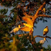 �������ڵ����q