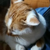 ����ϵ�С�ɰ�