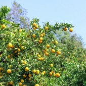 ȥ�ϱ���ժ����