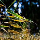 һҶ֪�������