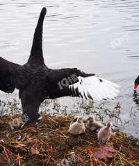 ���죬�����ȥ�����������Ҷ�����û��