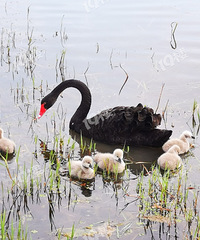 ���죬�����ȥ�����������Ҷ�����û��