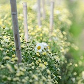 �ɾ���Ұ��