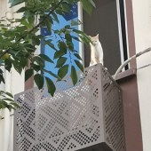 ����ʼ������