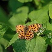 ��Ҷ�ϵ�С����