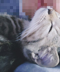 冬天里的温柔乡 被窝里的暖猫宝