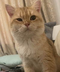 ����Ѱè�����2000���ҵ�è����ˮ��Сѧ������ʧ�ˡ�