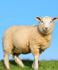 ��������Ҫ���Ļ��� С�������˻ָ��ÿ� �ǲ�����ģ�