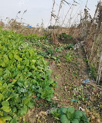 ȱ�£���̫�ѻ��ֵĲ˾���͵�����������ˣ�